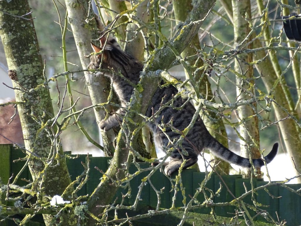 cat climbing in trees