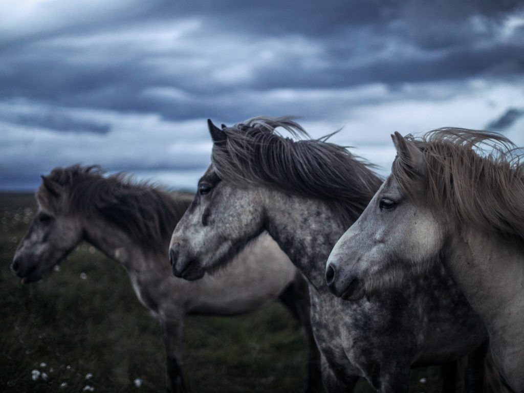 Horses on a Grass Field Under a Cloudy Sky