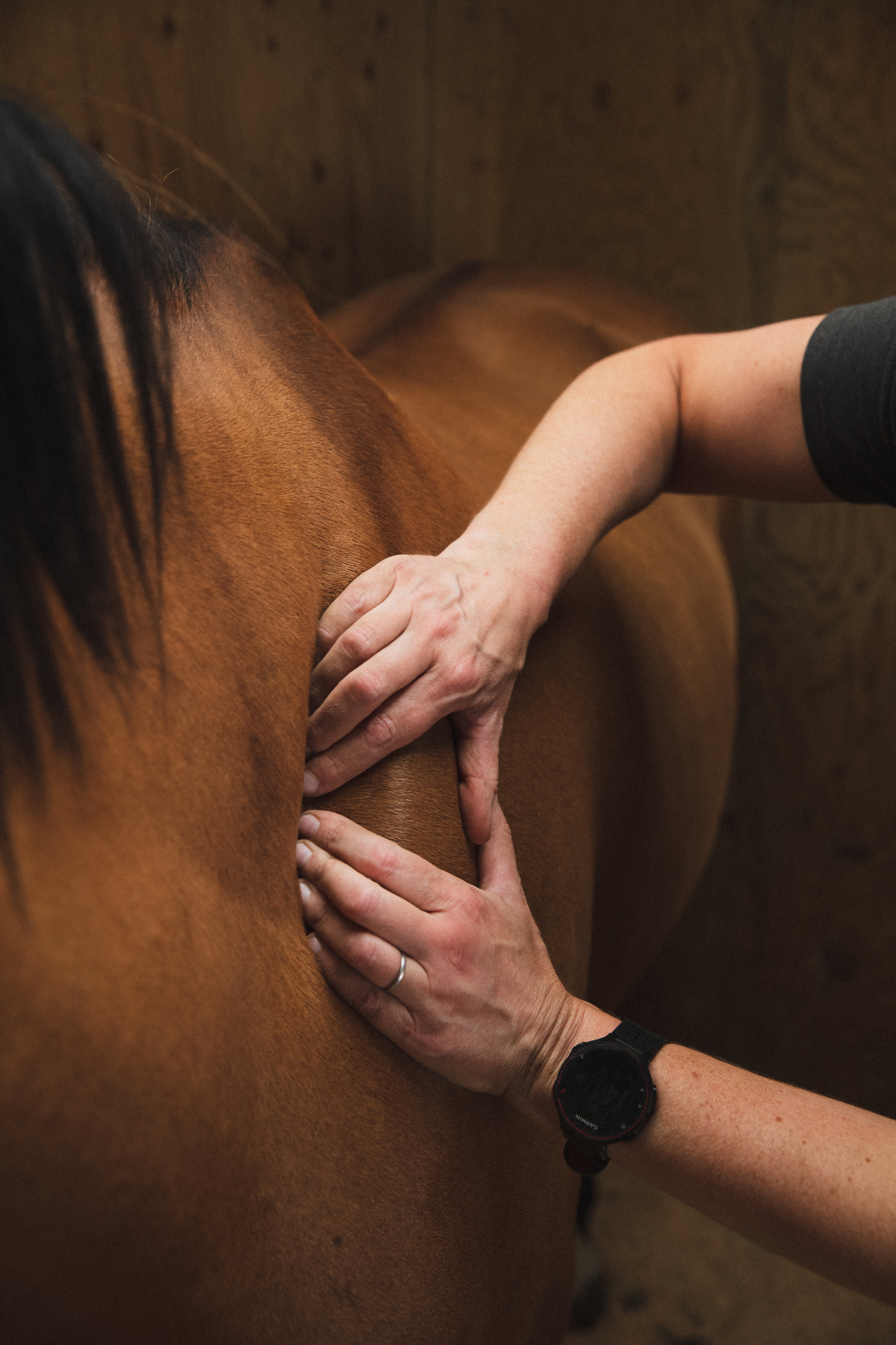 Lisa Ives soft tissue treatment on horse