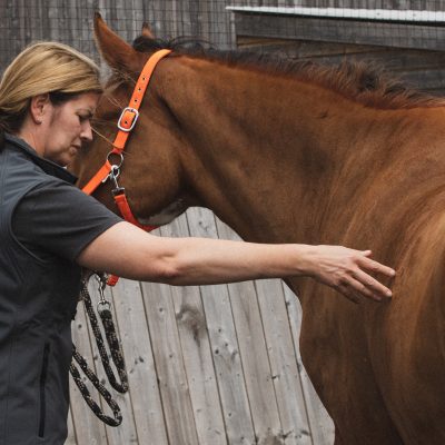 equine osteopathy
