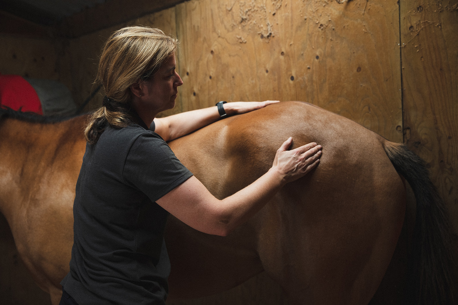 lisa ives helping a horse with osteopathy