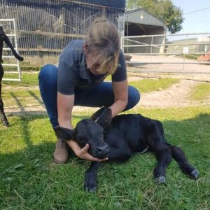 Lisa ives performing osteopathy on a calf
