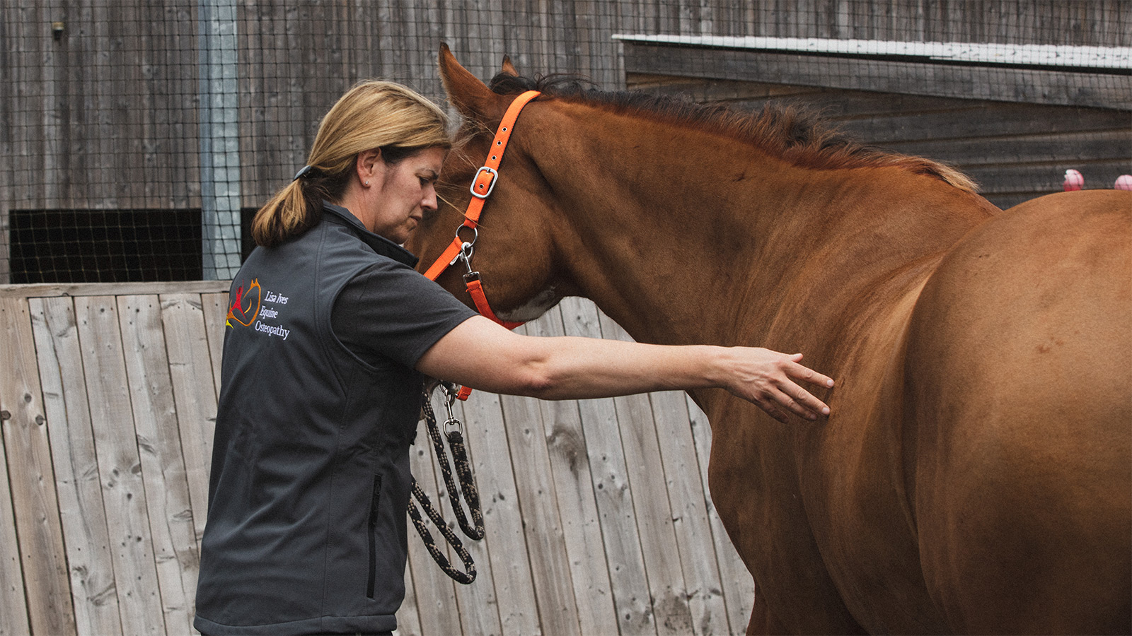 performing osteopathy on a horse